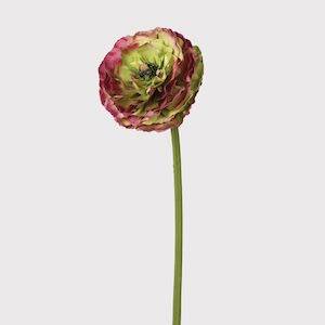 RANUNCULUS STEM PINK AND GREEN REAL FEEL ON WHITE BACKGROUND